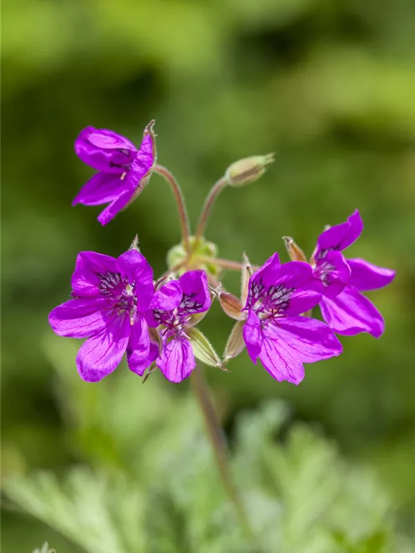 Bastard-Reiherschnabel