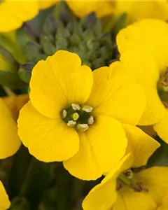 Goldlack 'Goldstaub'