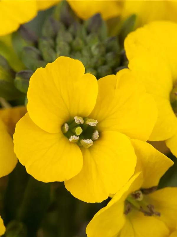 Goldlack 'Goldstaub'