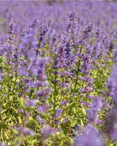 Kaukasus-Katzen-Minze 'Superba'