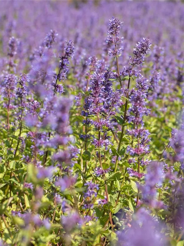 Kaukasus-Katzen-Minze 'Superba'