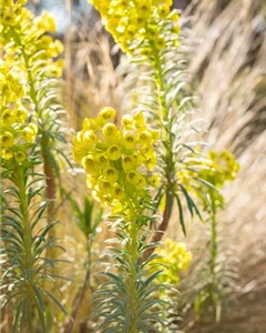 Wolfsmilch 'Humpty Dumpty'