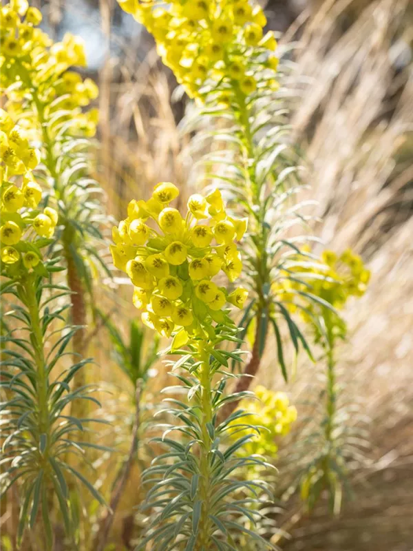 Wolfsmilch 'Humpty Dumpty'