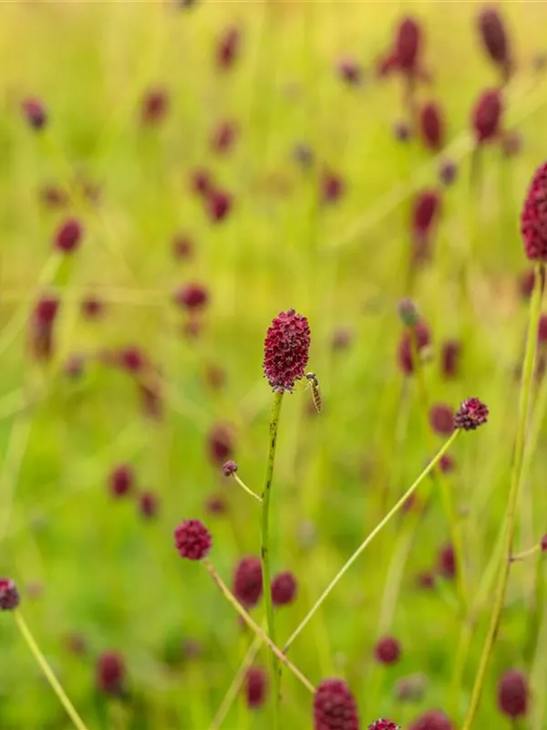 Großer Wiesenknopf 'Tanna'