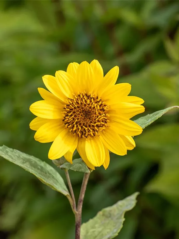 Stauden-Sonnenblume 'Capenoch Star'