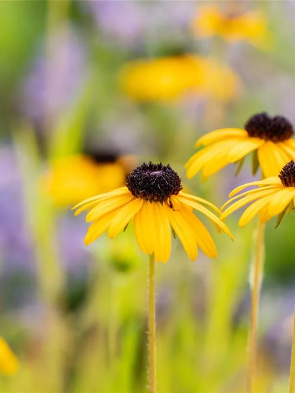 Prächtiger Sonnenhut