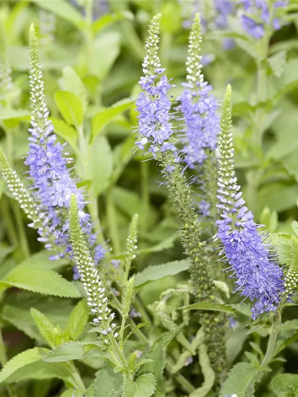 Langblättriger Ehrenpreis 'Blauriesin'