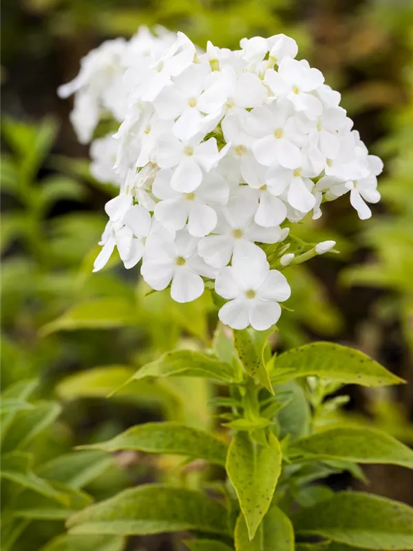 Hohe Flammenblume 'Fujiyama'