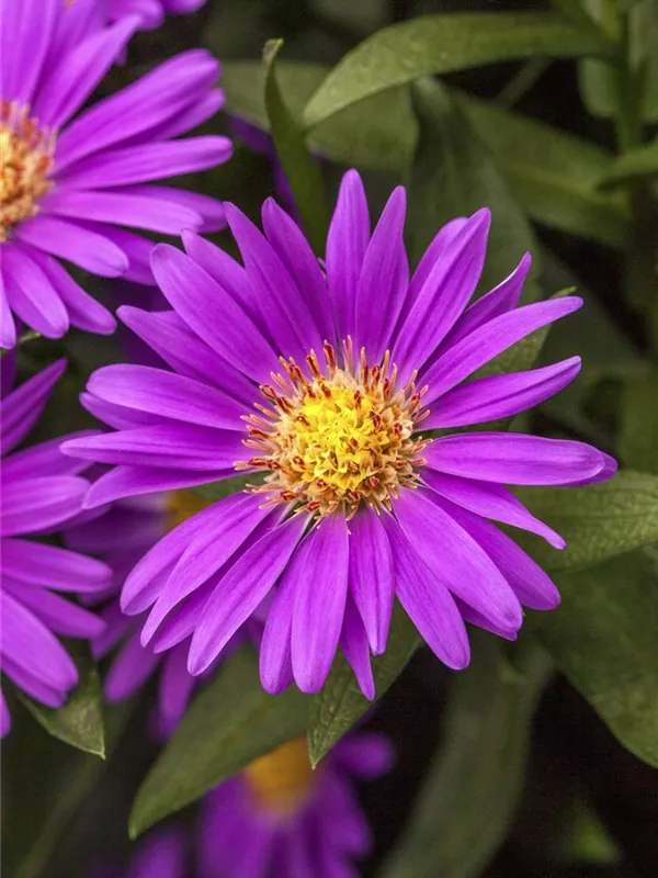 Raublatt-Aster 'Violetta'