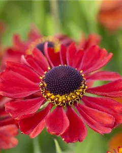 Sonnenbraut 'Kupferzwerg'