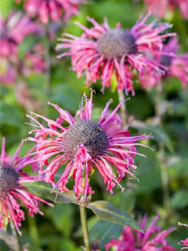 Indianernessel 'Beauty of Cobham'