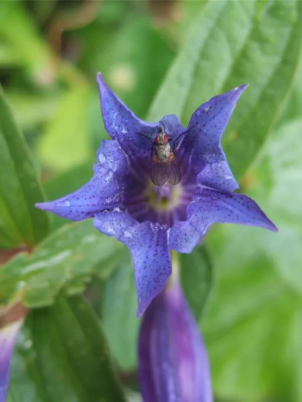 Schwalbenwurz-Enzian