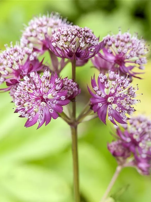 Sterndolde 'Primadonna'