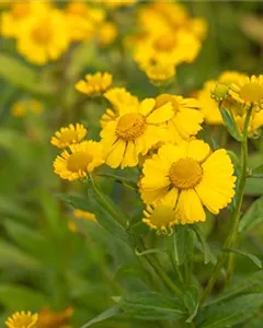 Sonnenbraut 'Kanaria'