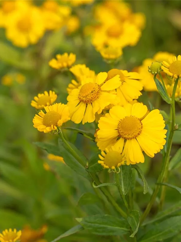 Sonnenbraut 'Kanaria'