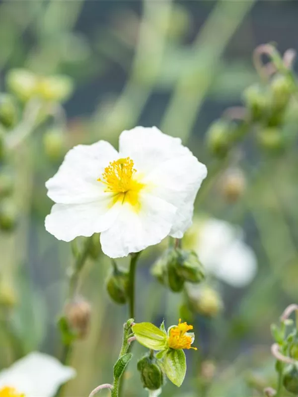 Sonnenröschen 'Eisbär'