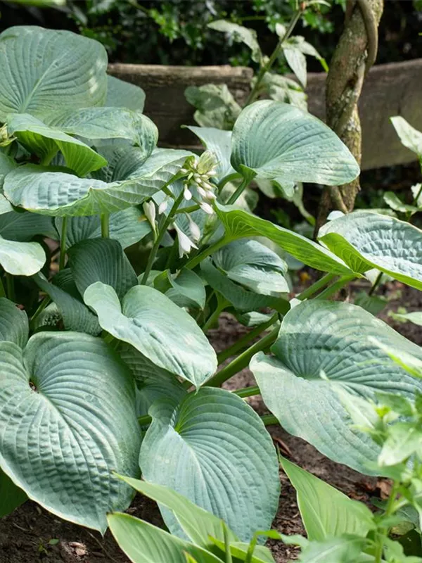 Blaugraue Funkie 'Big Daddy'