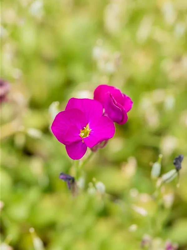 Blaukissen 'Regado Red'