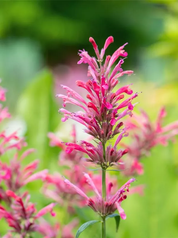 Duftnessel 'Red Fortune'