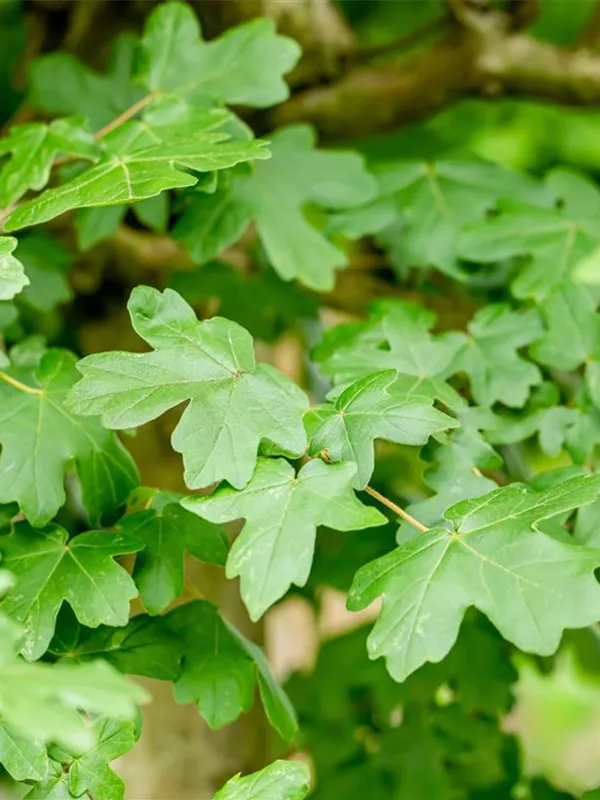 Kugel-Feldahorn 'Nanum'