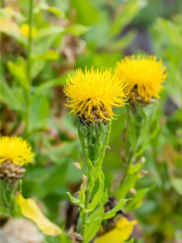 Gelbblühende Riesen-Flockenblume