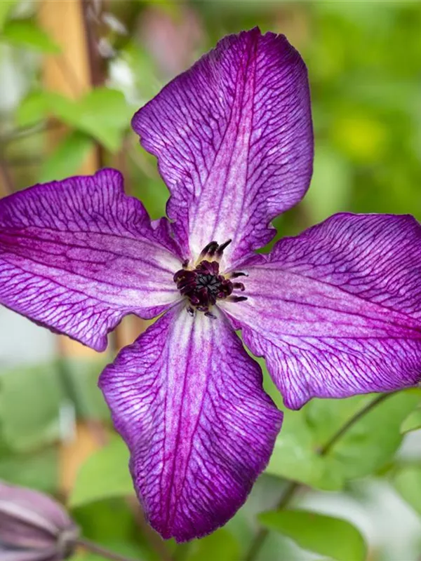 Waldrebe 'Super Nova'