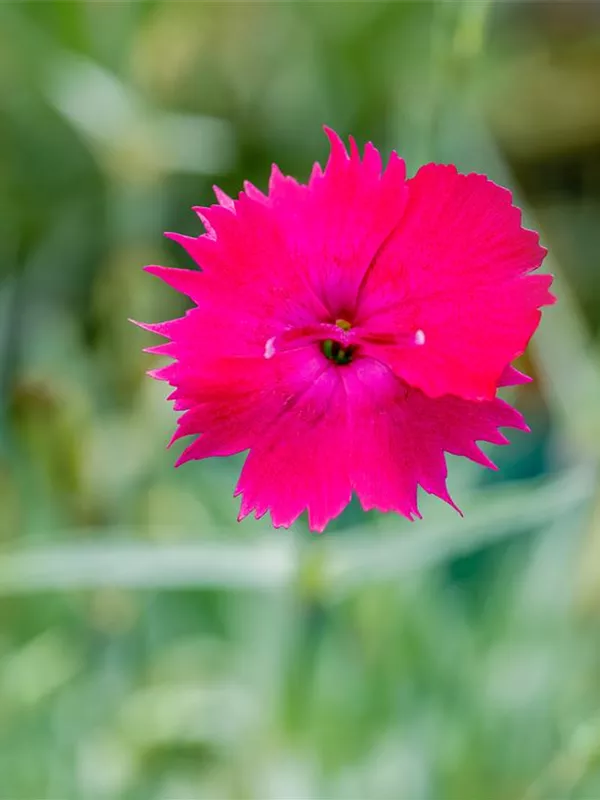 Pfingst-Nelke 'Badenia'