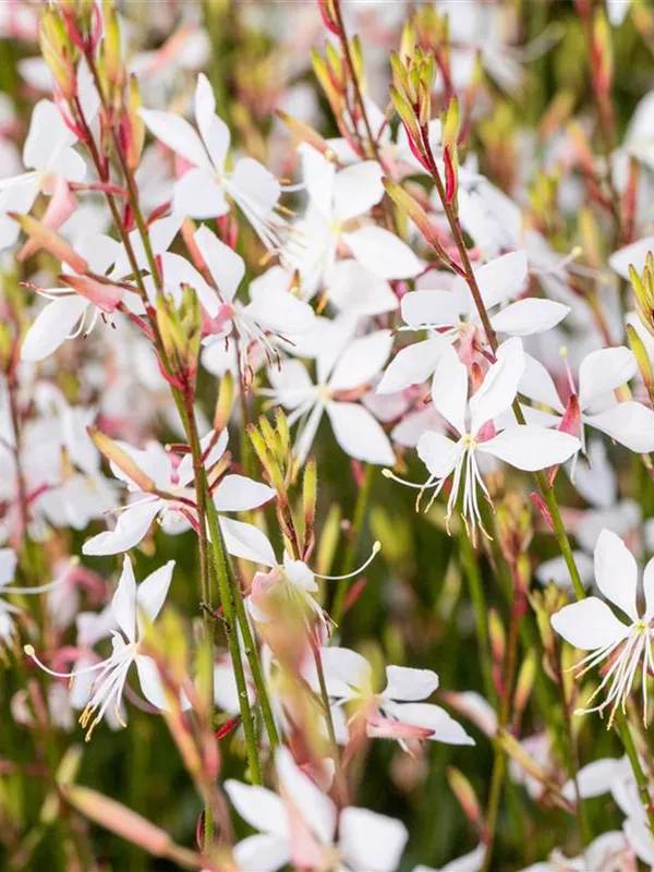 Prachtkerze 'Whirling Butterflies'