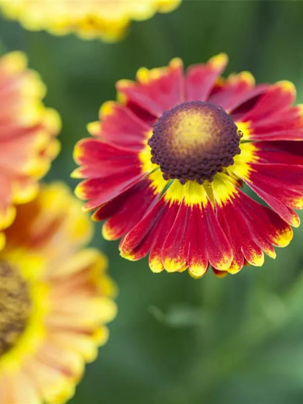 Sonnenbraut 'Biedermeier'