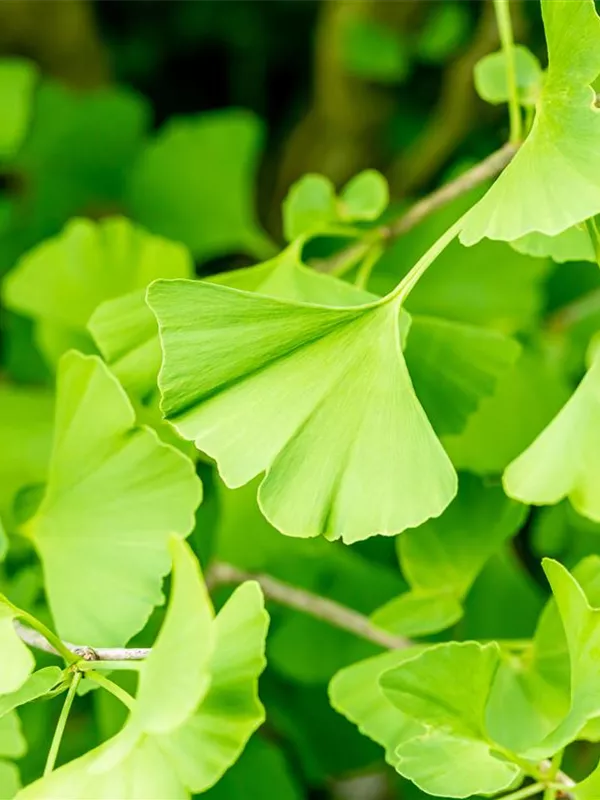 Säulen-Fächerblattbaum 'Fastigiata'