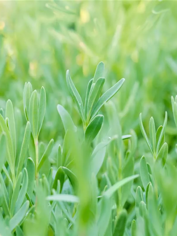 Kriechendes Schleierkraut