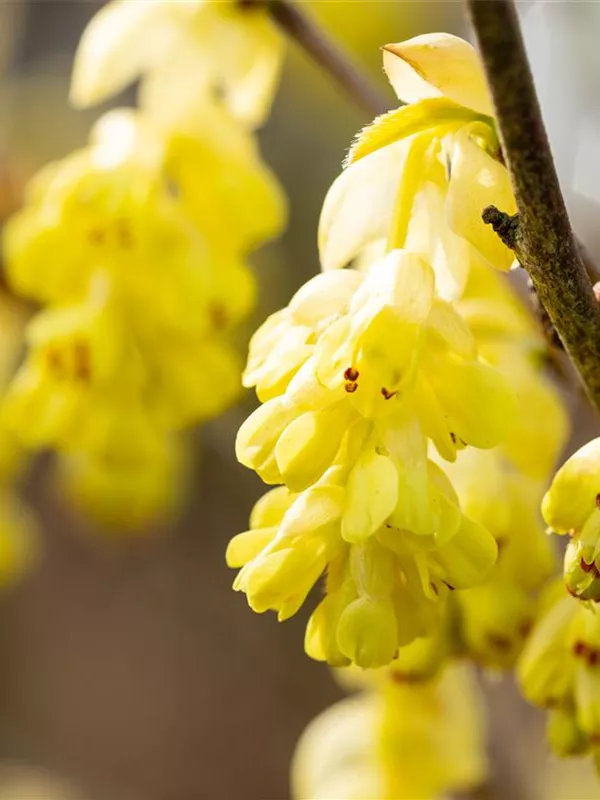 Chinesische Scheinhasel 'Spring Purple'