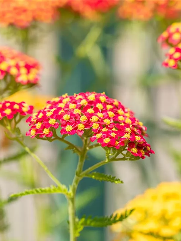 Schafgarbe 'Paprika'