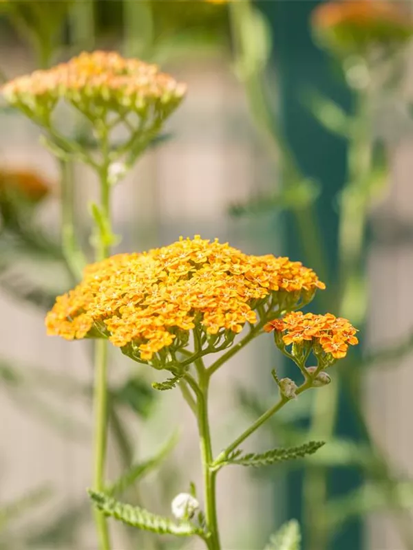 Schafgarbe 'Terracotta'