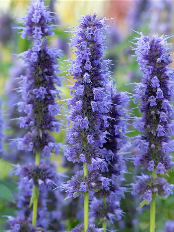 Duftnessel 'Blue Fortune'