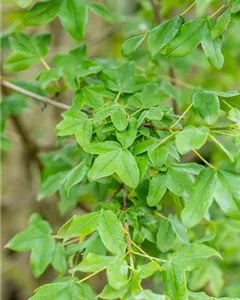 Französischer Ahorn