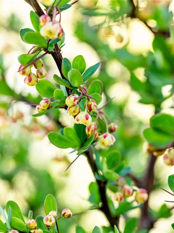 Grüne Heckenberberitze