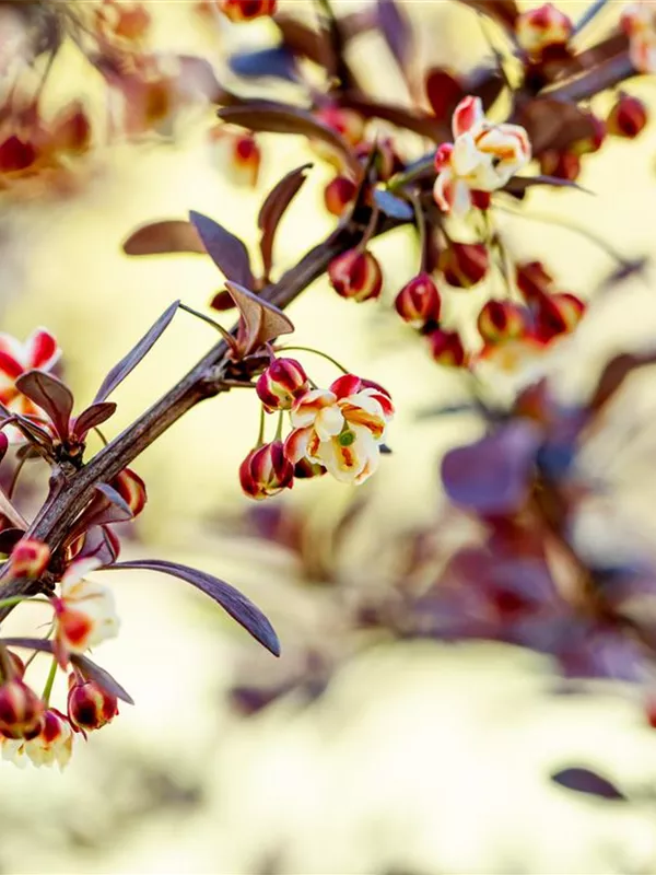 Rote Heckenberberitze 'Atropurpurea'