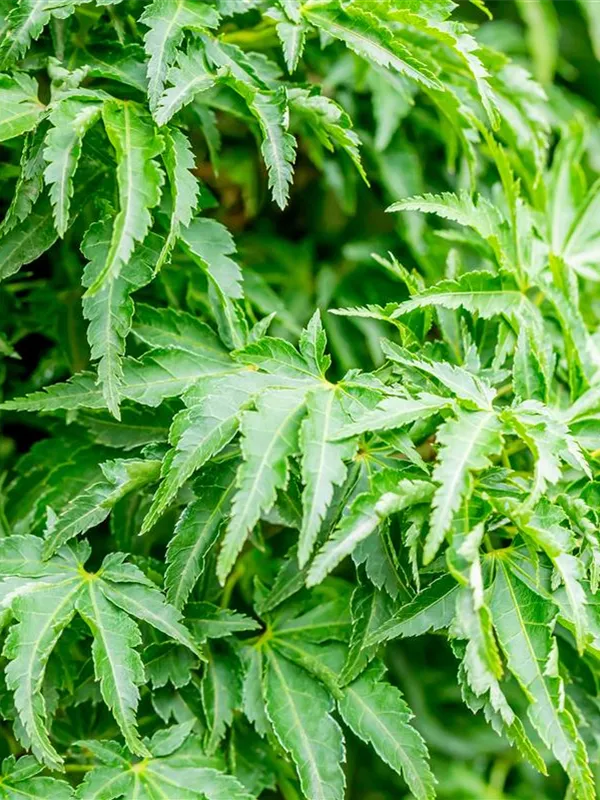 Fächerahorn 'Shishigashira'