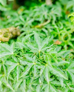 Fächerahorn 'Shishigashira'