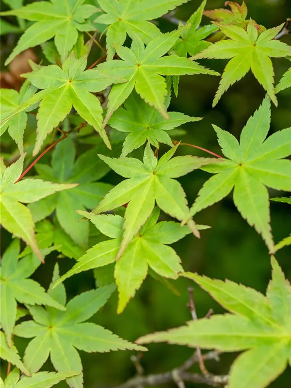 Rotaustreibender Fächerahorn 'Deshojo'
