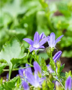 Hängepolster-Glockenblume 'Stella'