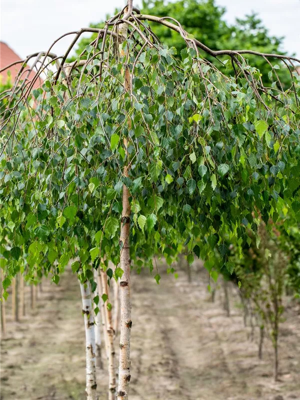 Trauerbirke 'Youngii'