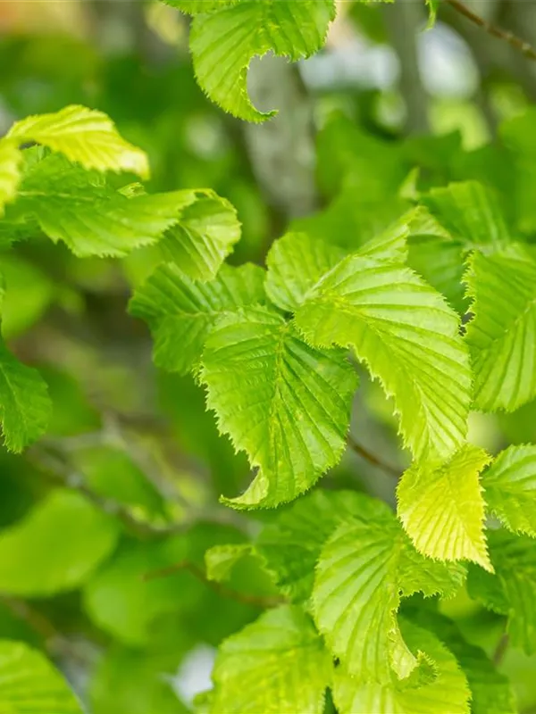 Säulen-Hainbuche 'Monument'