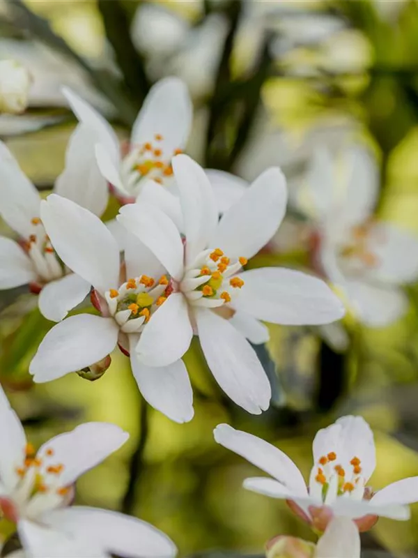 Orangenblume 'White Dazzler'