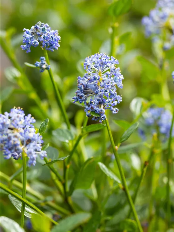Säckelblume 'Victoria'