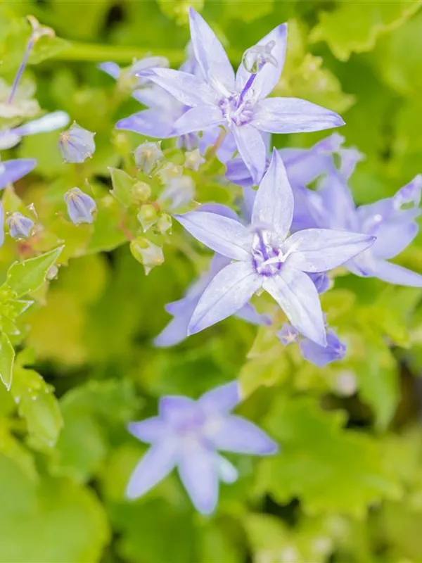 Monte Gargano-Glockenblume