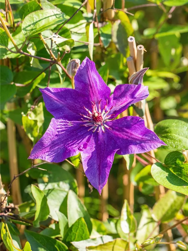 Waldrebe 'The President'®