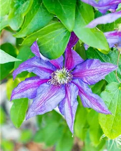 Waldrebe 'Mrs.N.Thompson' (Großblumige Hybride)