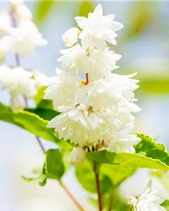 Gefüllter Sternchenstrauch